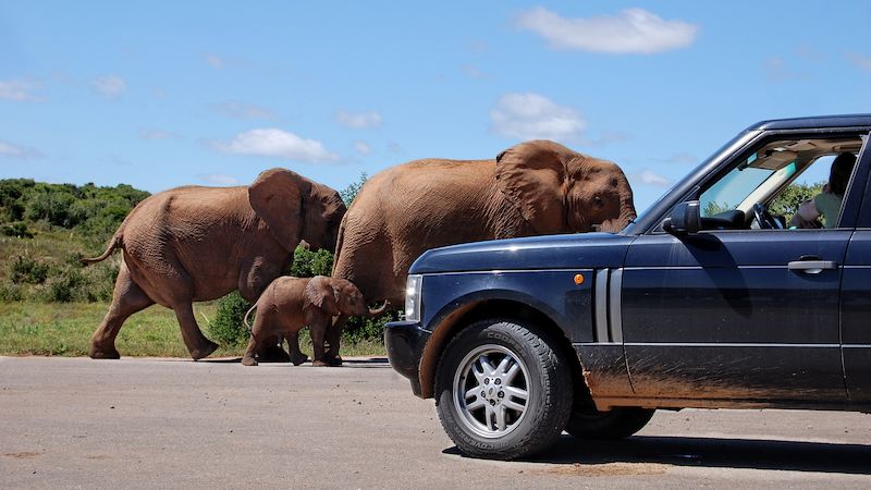 Stůj, dej přednost slonům. Jihoafrická klasika.