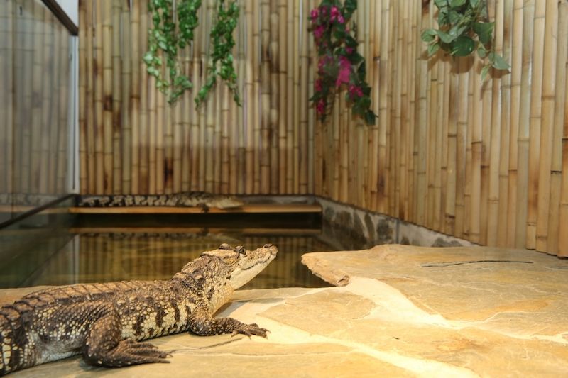 Kromě vody je druhým nejdůležitějším prvkem zařízení akvaterária místo, kde se krokodýli mohou prohřát.