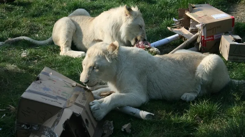 hodoninska zoo ma rekordni navstevnost novinky cz