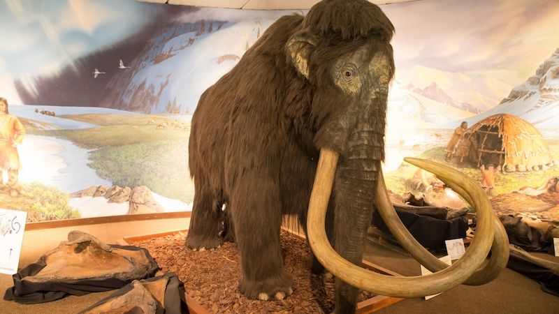 Rekonstrukce mamuta v přírodovědeckém The Page Museum v Los Angeles, kde jsou vystaveni živočichové lapení asfaltových jezerech v La Brea. 