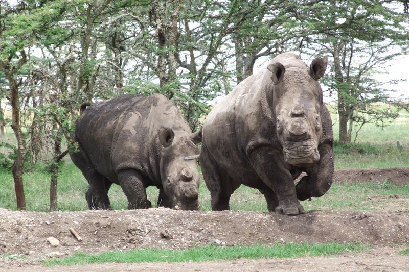 Královédvorští bílí nosorožci v keňské rezervaci Ol Pejeta