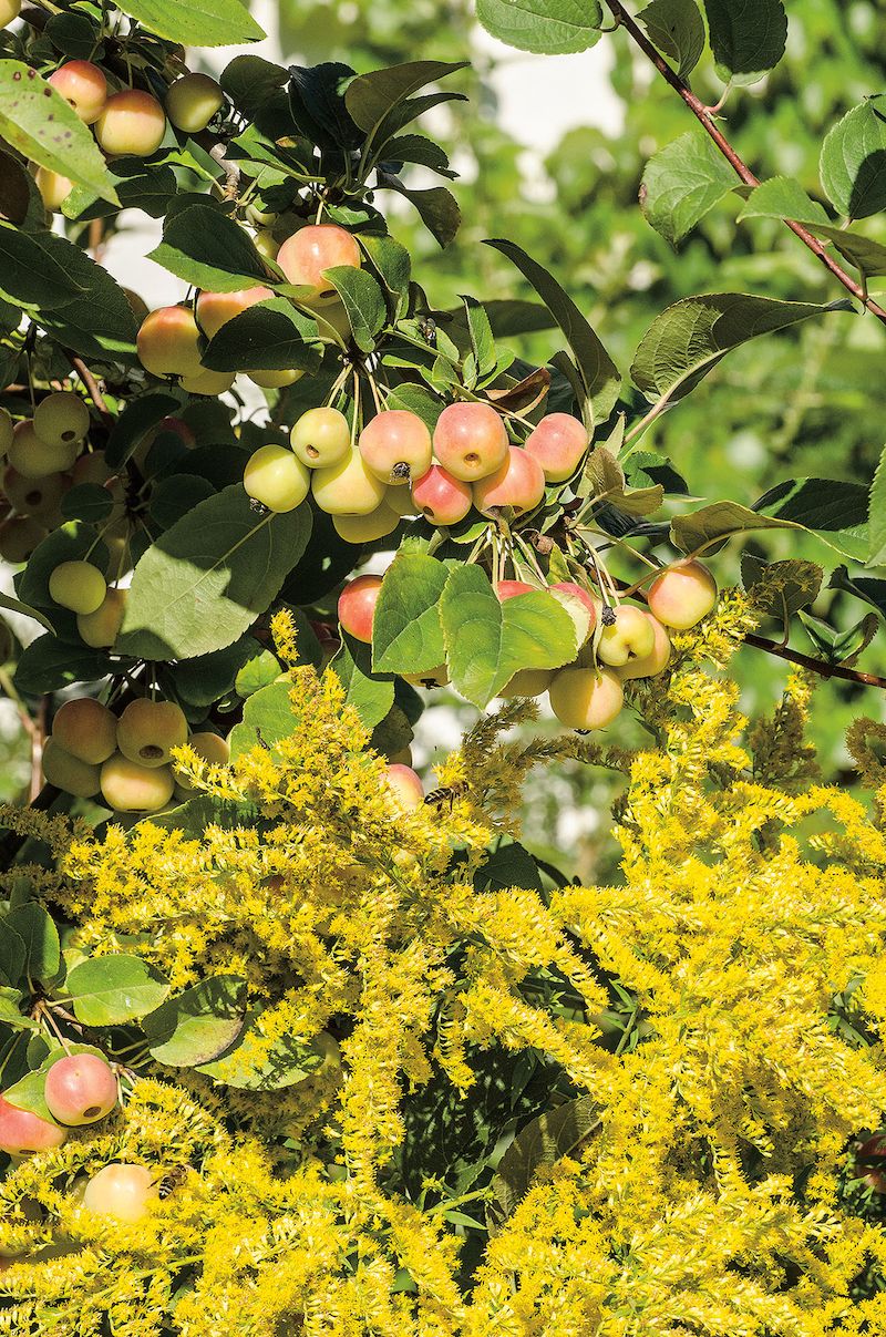 Květy a plody. Dlouho kvetoucí trvalka se stává svědkem barevné proměny okrasných jablíček.