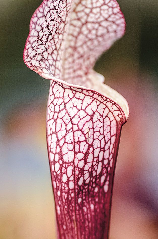 Kytka, nebo umění? Špirlice bělolistá (Sarracenia leucophylla) okouzluje zářivou pastí s vínovým mramorováním.