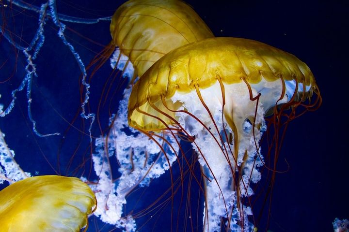 Tělo pohyblivého stadia medúzovců tvoří gelovitá tkáň. Jejich anglické označení, jellyfish, znamená želatinová ryba.