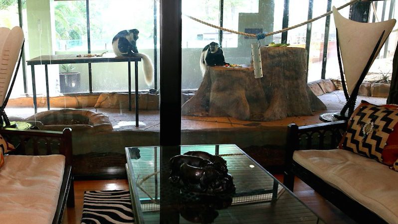 Od konferenčního stolku můžete pozorovat život opic.