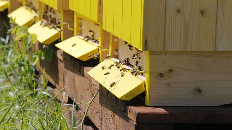 U Prahy někdo otrávil včelstva silnou dezinfekcí