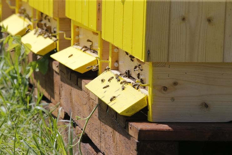 O včely v Jiřicích se budou starat proškolení vězni.