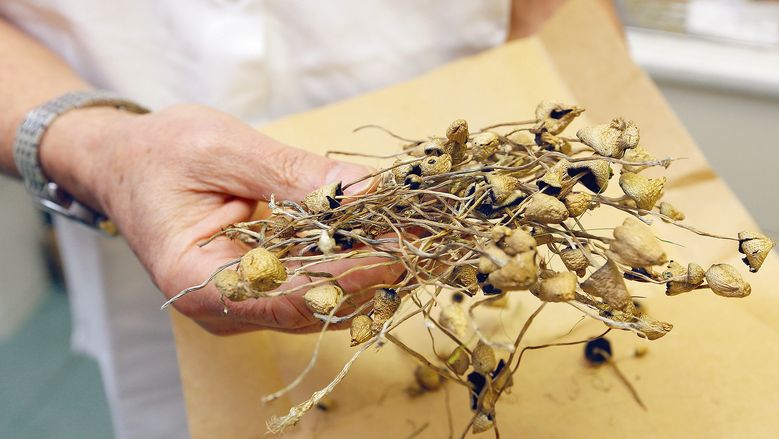 Léčba deprese látkou z lysohlávek je od ledna legální