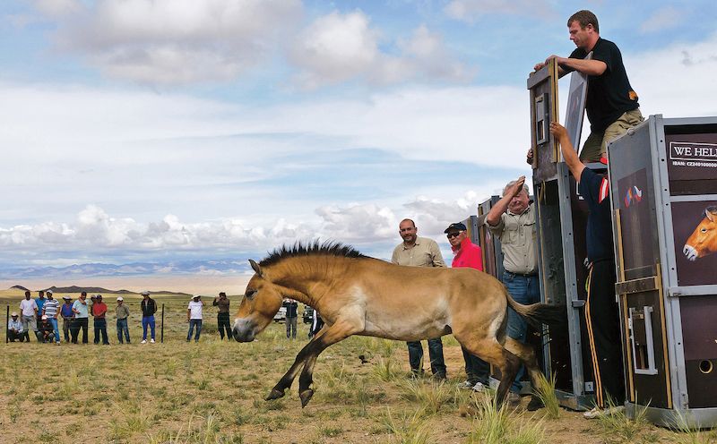 Pražská zoo opakovaně vypouští koně Převalského do přírodních rezervací v Mongolsku, odkud pocházejí.