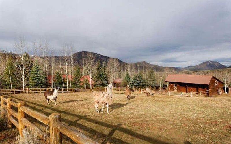 Na ranči žije i spousta drobného zvířectva, krom jiných například lamy.