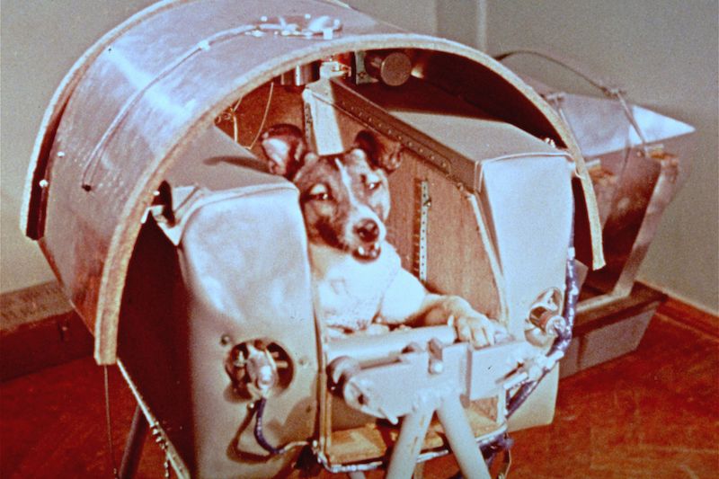 Fena Lajka sice nebyla prvním živočichem, který překobal hranici vesmíru (100 kilometrů), byla ale prvním na oběžné dráze. Skončila však tragicky.