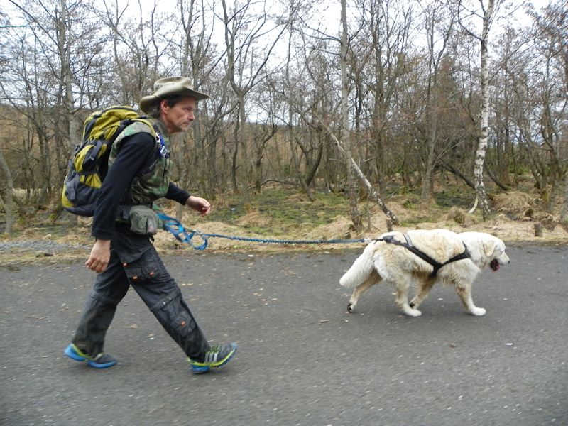 Při dogtrekkingu by pes měl být uvázaný k pasu psovoda, který má pro tento účel bederní úvaz, jaký používají horolezci.