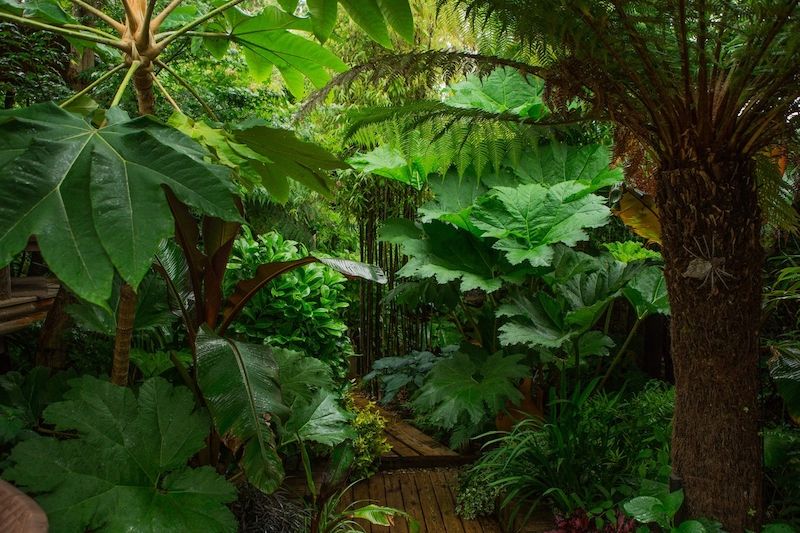 Stromové kapradiny patří ke klíčovým druhům džungle.