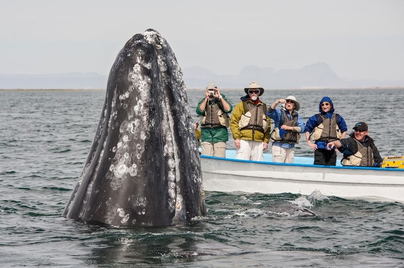 Velrybí mládě pózuje fotografům.