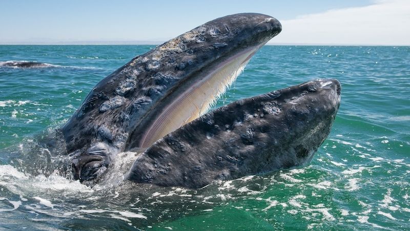 Velrybí mládě vystavuje na odiv kostice, které fungují jako filtr a oddělují malé živočichy z vody. 