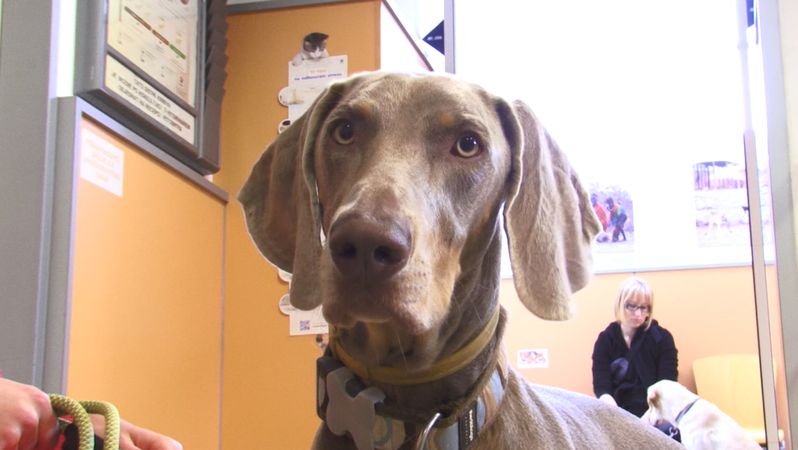 Zachráněná psí pacientka Výmarského ohaře Chelsea.