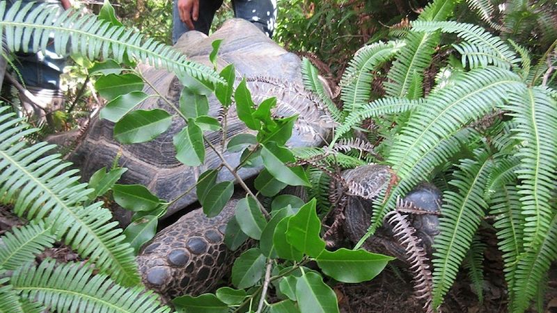 Želva Abuh nalezená v křoví nedaleko zoo
