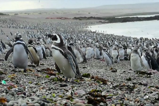 BEZ KOMENTÁŘE: Tučňáci na argentinském poloostrově Punta Tombo