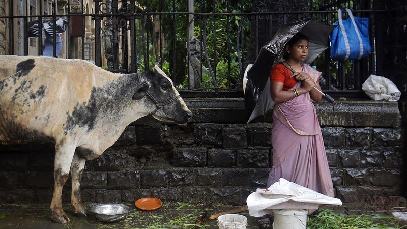 Pouliční prodavačka se svou krávou v Bombaji 