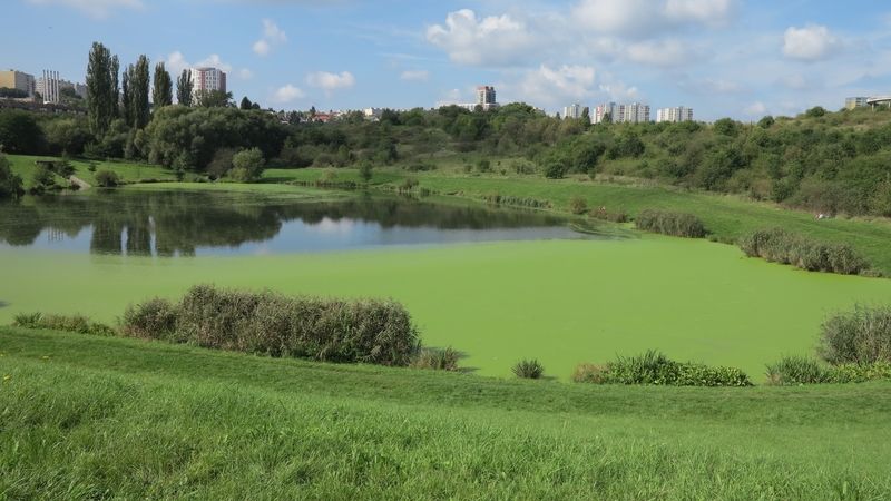 Části měst s vyšším zastoupením zeleně zlepšují psychické zdraví obyvatel. Pražské Jihozápadní Město mezi ně stále ještě patří. 