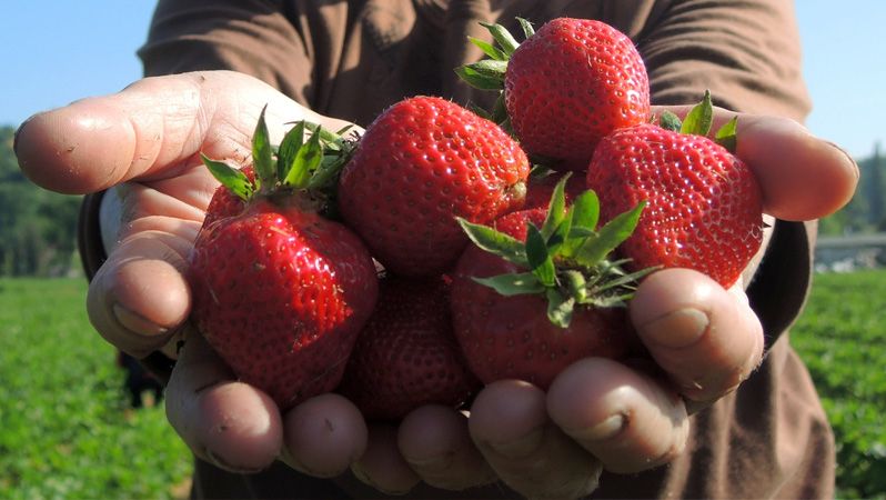 Hygienici odhalili kontaminované jahody v polských obchodech oblíbených u Čechů. Hrozí žloutenka