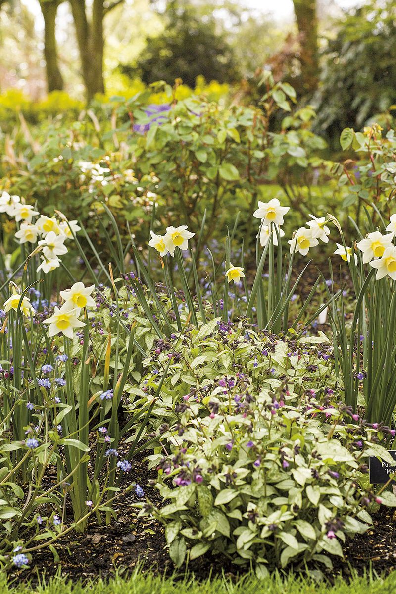 Nezvykle bledé listy kultivaru Majeste spolu s květy žlutobílých narcisů prosvětlují záhon i při zakaboněném počasí.