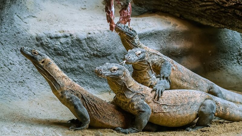 Krmení varanů komodských v pražské zoo