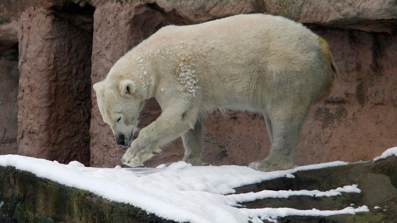 Mezinárodní den ledních medvědů připadá na tento víkend.
