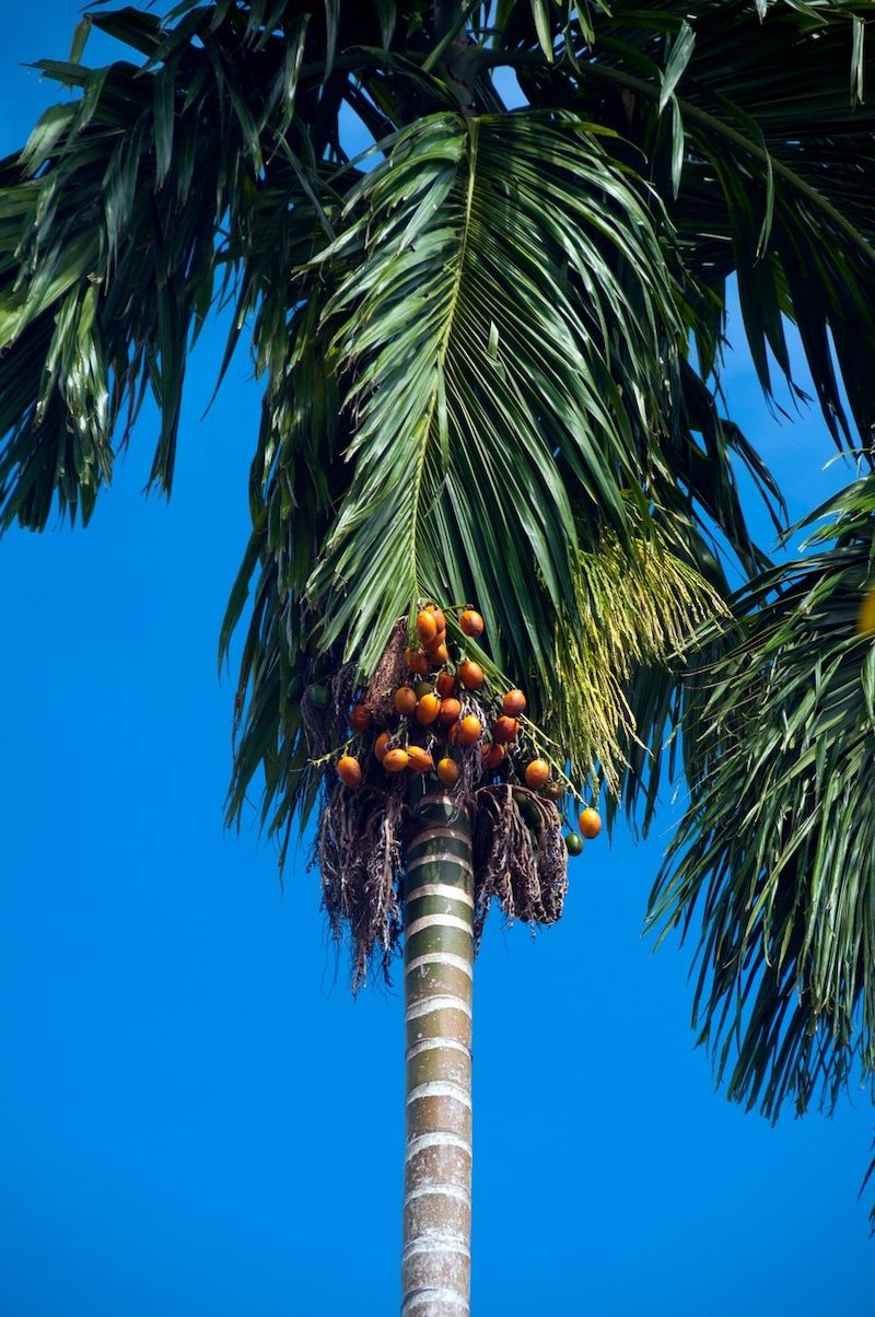 Palma areka obecná s ořechy