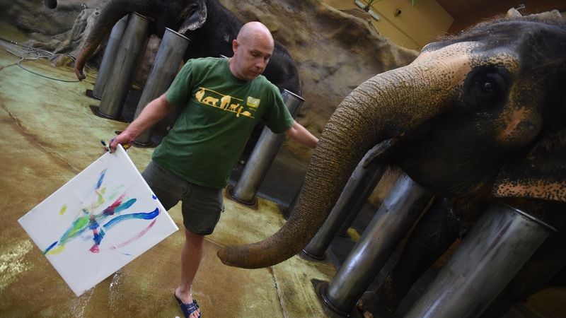 Slonice v ústecké zoologické zahradě malují obrazy, jejich díla jsou na prodej.