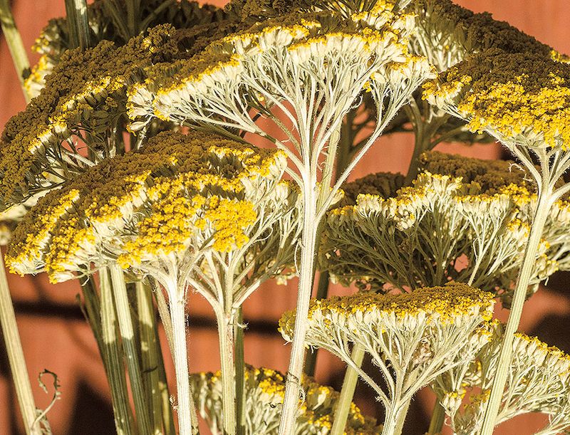 Zploštělá květenství řebříčku tužebníkového (Achillea filipendulina) si dobře uchovávají sytě žlutou barvu.