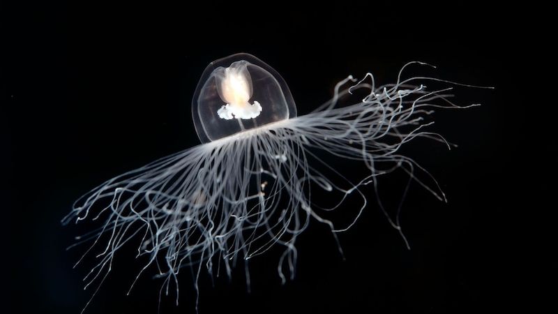 Nesmrtelná medúza Turritopsis nutricula