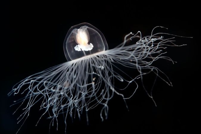Nesmrtelná medúza Turritopsis nutricula