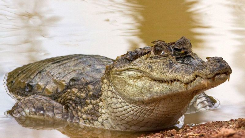 Z praktického hlediska je lepší chovat spíše menší druhy krokodýlů. Vyžadují menší akvaterárium, také se s nimi v dospělém věku snáze manipuluje. K menším druhům patří například kajman brýlový.