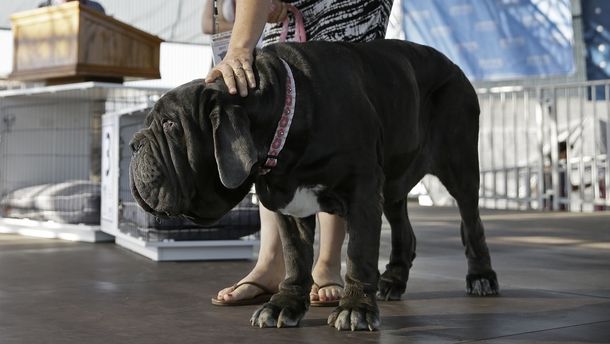 Fena neapolského mastina Martha je nejošklivějším psem na světě.