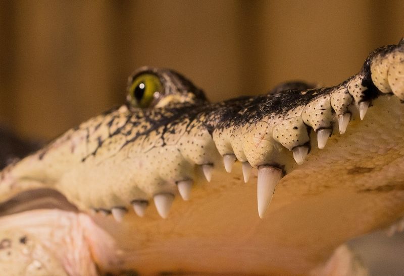 Nečekaná mrštnost a především síla krokodýlů mají být důvodem, proč jejich chov dobře zvážit.