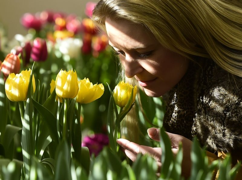 Návštěvníci uvidí rozkvetlé tulipány, modřence, narcisy a hyacinty. 