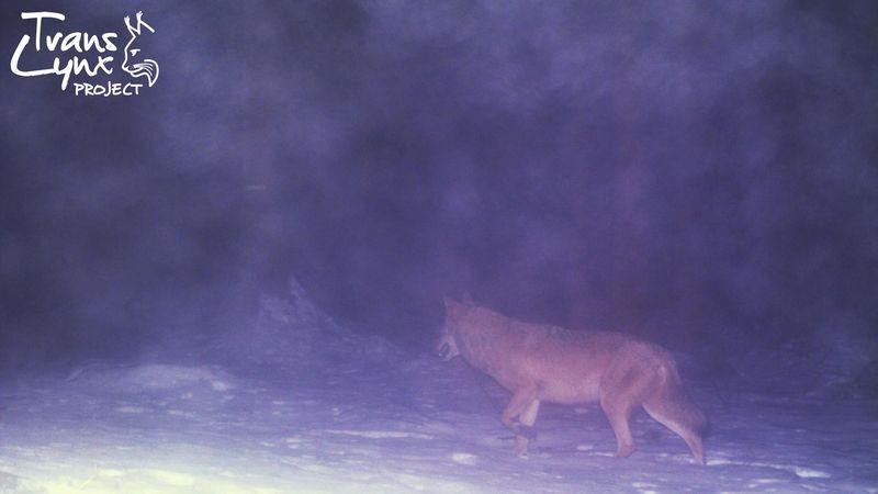 Vlk zachycený v rámci projektu Trans-Lynx na Šumavě