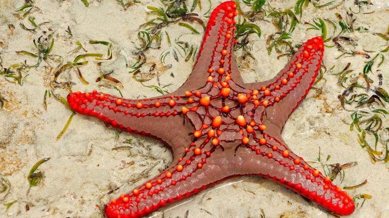 Tato hvězdice se zabydlela v pobřežních vodách ostrova.