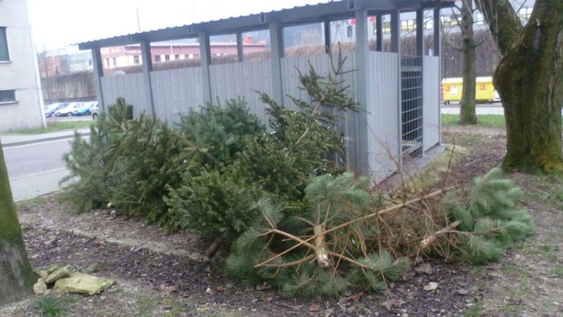 Okolí kontejnerů zaplnily odložené vánoční stromky z domácností.
