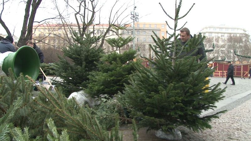 Začal prodej vánočních stromků, ceny zůstávají podobné jako loni
