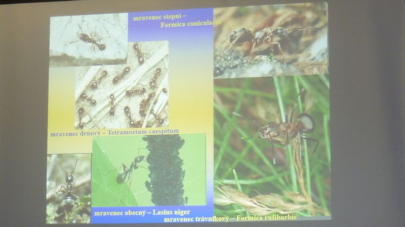 Vznikající přirozené prostředí osídlilo 72 ohrožených druhů hmyzu, kdy navíc mravenci významně přispěli diverzitou rostlin k jeho obnově.