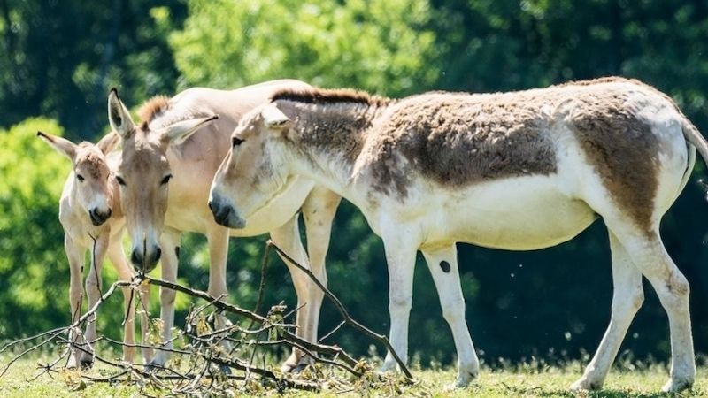 Úspěšně se rozrůstá stádo oslů