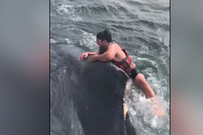 BEZ KOMENTÁŘE: Rybář skočil na velrybu a tři hodiny ji vymotával z vlasce