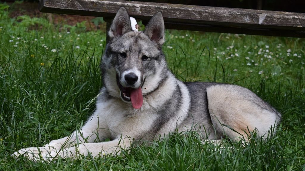 Západosibiřské lajky jsou středně velcí psi s rozličnými odstíny šedi a černé na kožichu.