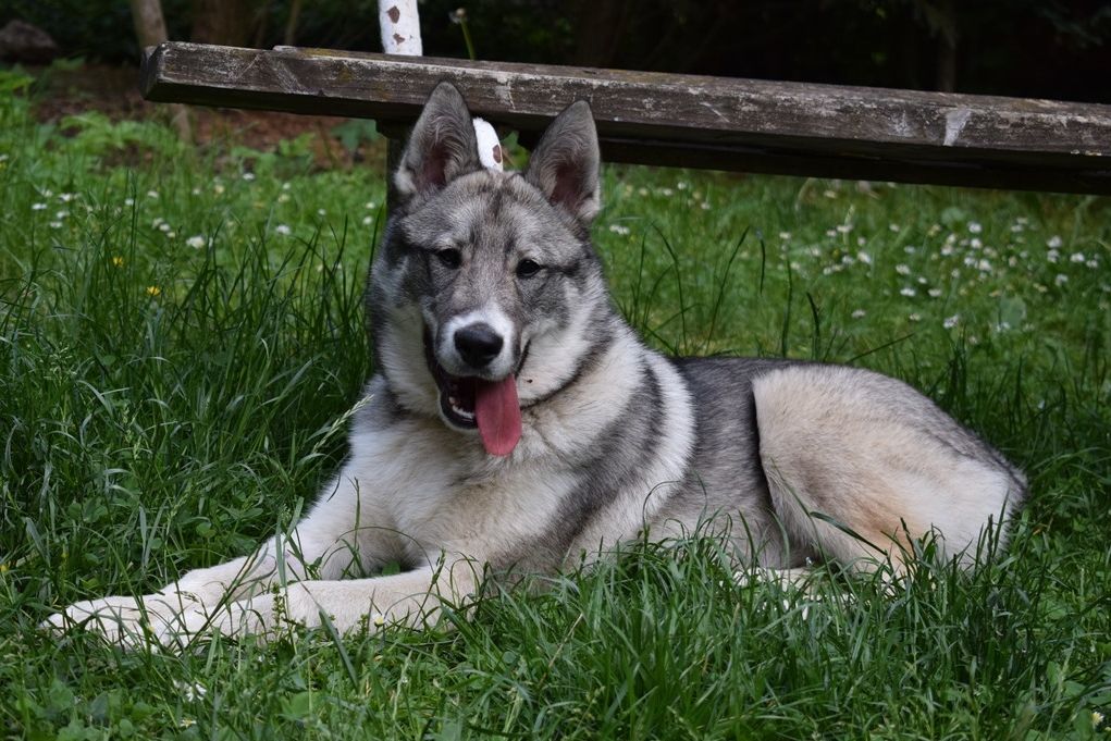 Západosibiřské lajky jsou středně velcí psi s rozličnými odstíny šedi a černé na kožichu.