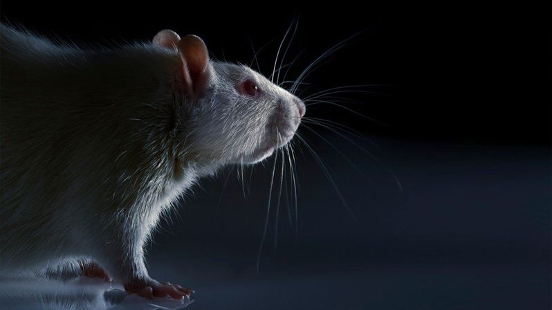 Nejběžnějším laboratorním zvířetem je krysa.