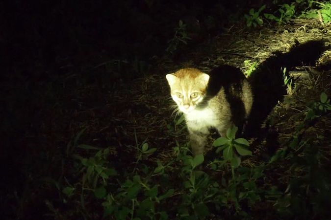 BEZ KOMENTÁŘE: V divočině v Indonésii zachytili jednu z nejohroženějších koček světa
