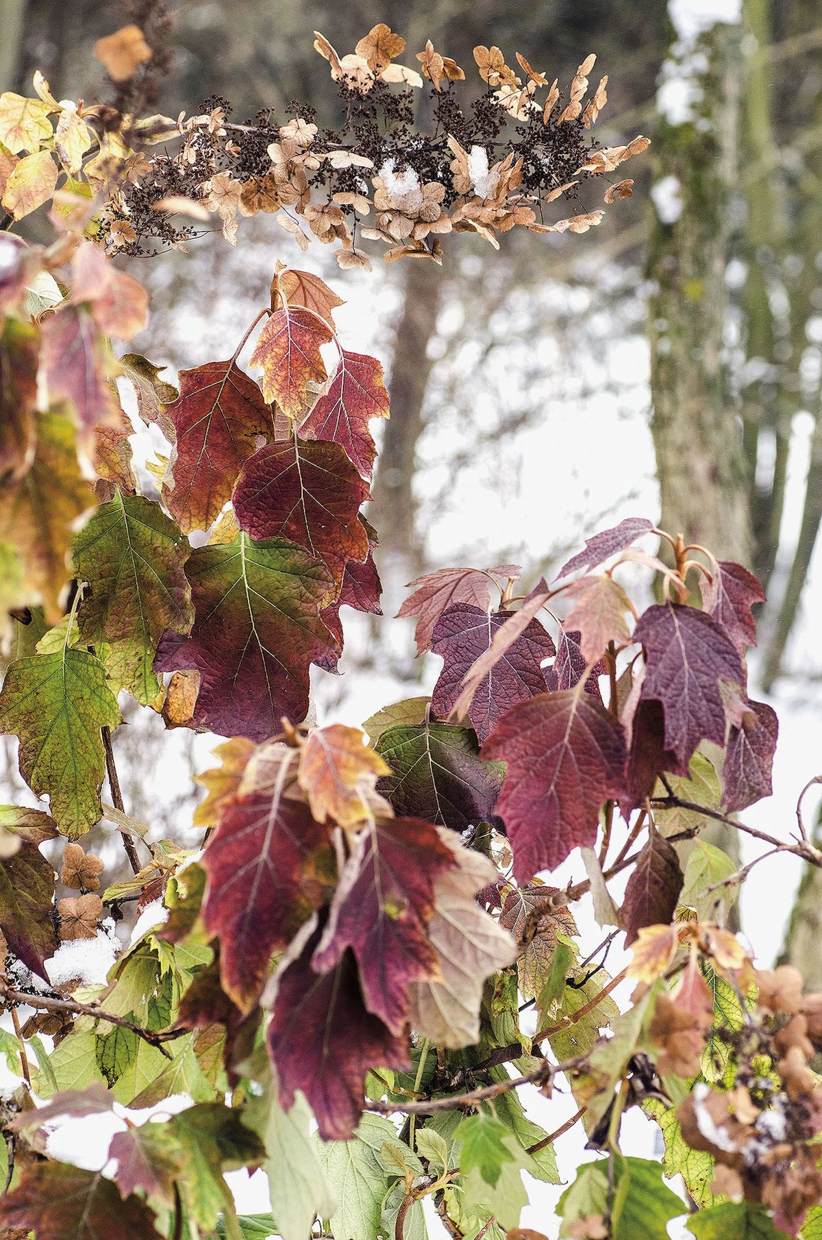 Hortenzie dubolistá (Hydrangea quercifolia). Její pěkně tvarované listy s podzimním vybarvením drží na keři dlouho do zimy.