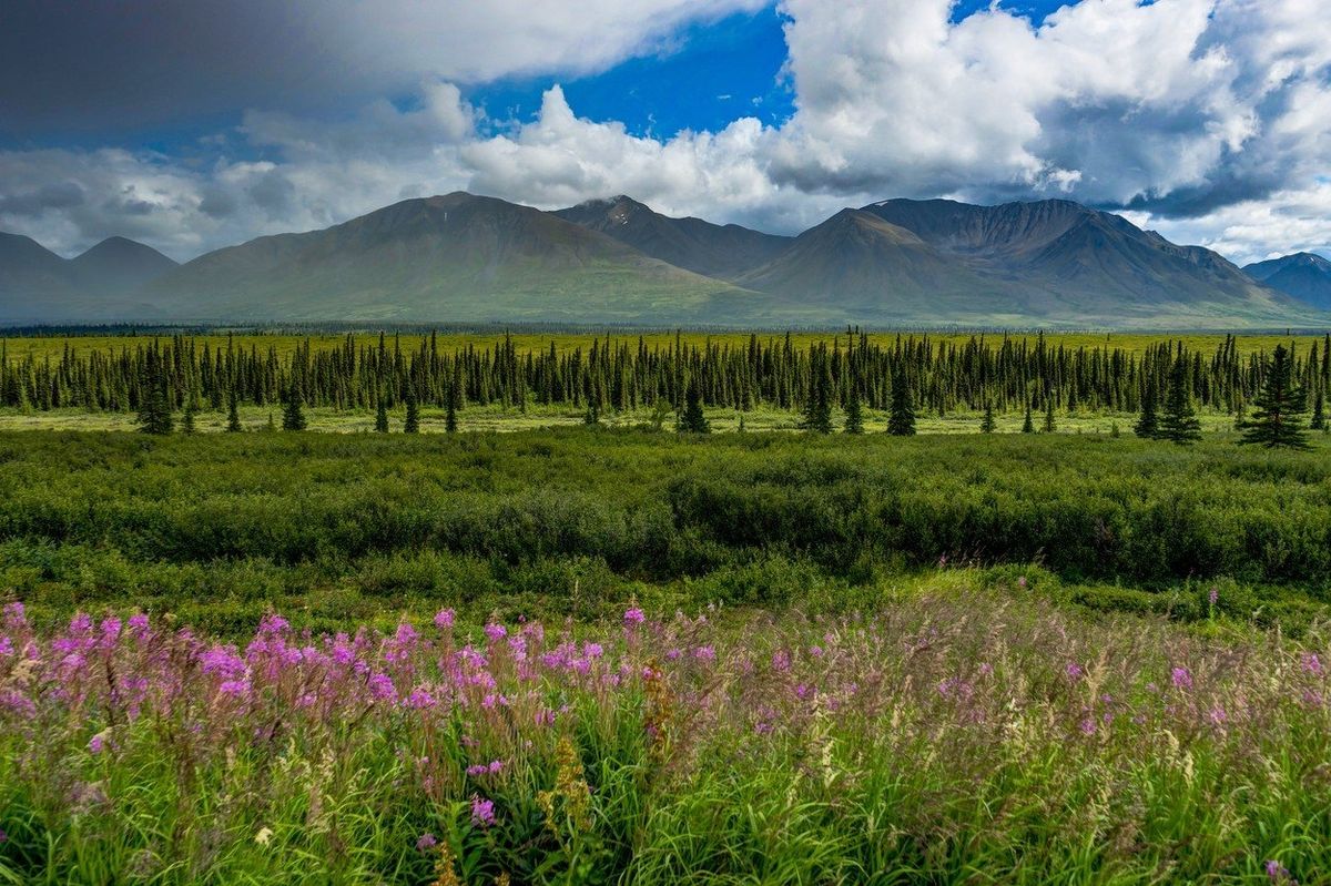 Aljašská krajina překvapí množstvím zeleně a lesů. 